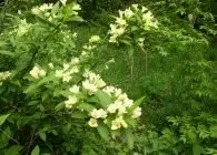 Вейгела види і сорти з фото, місце розташування, догляд, обрізка, розмноження (сорти) Вейгела види і сорти з фото, місце розташування, догляд, обрізка, розмноження