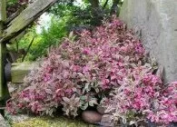 Вейгела види і сорти з фото, місце розташування, догляд, обрізка, розмноження (види) Вейгела види і сорти з фото, місце розташування, догляд, обрізка, розмноження