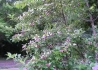 Вейгела види і сорти з фото, місце розташування, догляд, обрізка, розмноження (вейгела види сорти цвітіння вирощування обрізка розташування догляд розмноження спільна посадка) Вейгела види і сорти з фото, місце розташування, догляд, обрізка, розмноження