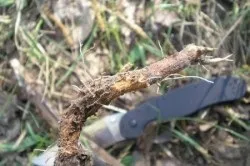 Весняна алергія лікування народними засобами (вилікувати сам) Весняна алергія лікування народними засобами