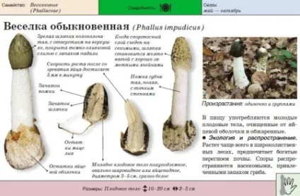 Веселка корисні і лікувальні властивості, шкоду і застосування гриба, настоянка (гриба) Веселка корисні і лікувальні властивості, шкоду і застосування гриба, настоянка