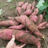 Вирощування батата основні переваги та гідності культури (вирощування) Вирощування батата основні переваги та гідності культури