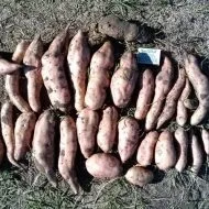 Вирощування батата основні переваги та гідності культури (батату) Вирощування батата основні переваги та гідності культури