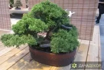 Вирощування дерева-бонсай з насіння в домашніх умовах, догляд, технологія, як вирощувати з насіння