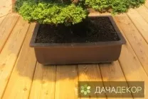 Вирощування дерева-бонсай з насіння в домашніх умовах, догляд, технологія, як вирощувати з насіння