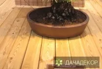 Вирощування дерева-бонсай з насіння в домашніх умовах, догляд, технологія, як вирощувати з насіння