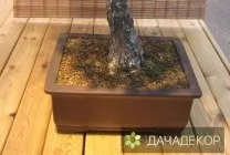 Вирощування дерева-бонсай з насіння в домашніх умовах, догляд, технологія, як вирощувати з насіння