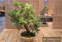 Вирощування дерева-бонсай з насіння в домашніх умовах, догляд, технологія, як вирощувати з насіння