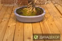 Вирощування дерева-бонсай з насіння в домашніх умовах, догляд, технологія, як вирощувати з насіння