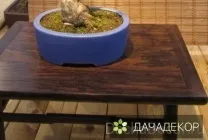 Вирощування дерева-бонсай з насіння в домашніх умовах, догляд, технологія, як вирощувати з насіння