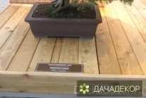Вирощування дерева-бонсай з насіння в домашніх умовах, догляд, технологія, як вирощувати з насіння