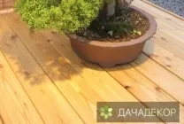 Вирощування дерева-бонсай з насіння в домашніх умовах, догляд, технологія, як вирощувати з насіння