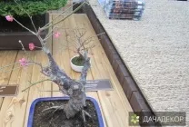 Вирощування дерева-бонсай з насіння в домашніх умовах, догляд, технологія, як вирощувати з насіння