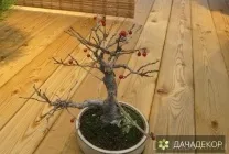 Вирощування дерева-бонсай з насіння в домашніх умовах, догляд, технологія, як вирощувати з насіння