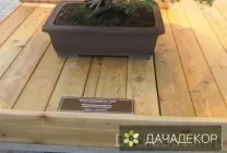 Вирощування дерева-бонсай з насіння в домашніх умовах, догляд, технологія, як вирощувати з насіння