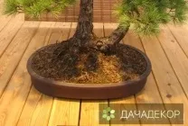 Вирощування дерева-бонсай з насіння в домашніх умовах, догляд, технологія, як вирощувати з насіння