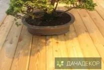 Вирощування дерева-бонсай з насіння в домашніх умовах, догляд, технологія, як вирощувати з насіння