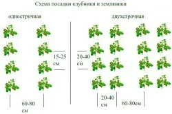 Вирощування полуниці в закритому ґрунті старі технології, нові ідеї (вирощування) Вирощування полуниці в закритому ґрунті старі технології, нові ідеї