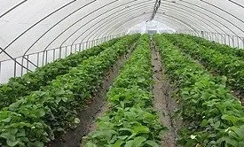 Вирощування полуниці в закритому ґрунті старі технології, нові ідеї (грунті) Вирощування полуниці в закритому ґрунті старі технології, нові ідеї