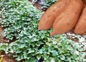 Вирощування батата посадка, полив і збір врожаю (вирощування) Вирощування батата посадка, полив і збір врожаю