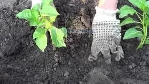 Вирощування і догляд за перцем, садівникові на замітку (догляд) Вирощування і догляд за перцем, садівникові на замітку