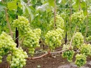 Виноград талісман опис сорту, вирощування і догляд, відгуки