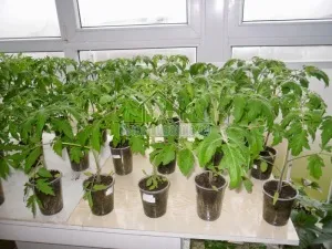 Вирощування і догляд за перцем, садівникові на замітку (вирощування) Вирощування і догляд за перцем, садівникові на замітку