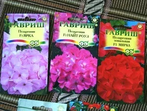 Вирощування ампельної і плющелістная пеларгонії з насіння в домашніх умовах (умовах) Вирощування ампельної і плющелістная пеларгонії з насіння в домашніх умовах