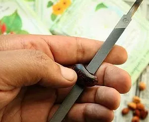 Вирощування ампельної і плющелістная пеларгонії з насіння в домашніх умовах (насіння) Вирощування ампельної і плющелістная пеларгонії з насіння в домашніх умовах