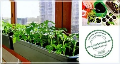 Вирощуємо хорошу розсаду - поради фахівця, сайт про сад, дачі і кімнатних рослинах (хороша) Вирощуємо хорошу розсаду - поради фахівця, сайт про сад, дачі і кімнатних рослинах
