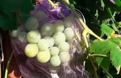Виноград талісман опис сорту з фото і відео (талісман) Виноград талісман опис сорту з фото і відео