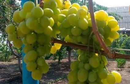 Виноград талісман опис сорту з фото і відео (виноград) Виноград талісман опис сорту з фото і відео