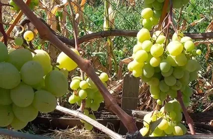 Виноград талісман опис сорту з фото і відео (виноград) Виноград талісман опис сорту з фото і відео
