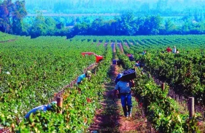 Винограду кеша талісман опис сорту, фото (кеша) Винограду кеша талісман опис сорту, фото