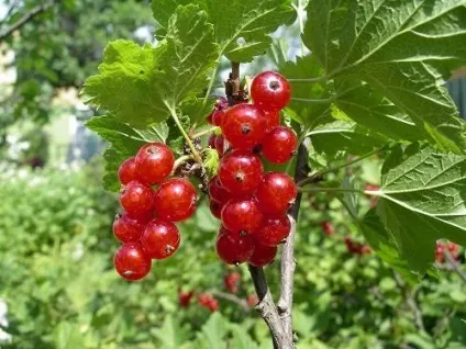 Вирощування червоної смородини (урожай смородини) Вирощування червоної смородини