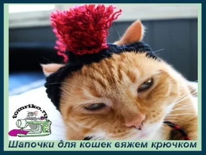 Форма шапки для кота - в'язана шапочка для кішок, форма і моделі (кота) Форма шапки для кота - в'язана шапочка для кішок, форма і моделі