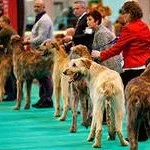 Виставка собак світового класу - крафтс (cruft s), northern sunrise (виставка собак crufts англія) Виставка собак світового класу - крафтс (cruft s), northern sunrise