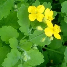 Вирощування папороті в саду, приватний будинок (вирощування папоротей в саду) Вирощування папороті в саду, приватний будинок