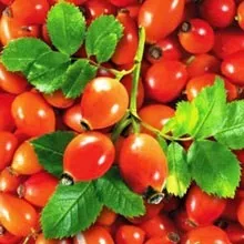 Вирощування шипшини посадка і догляд, розмноження (як садити шипшина) Вирощування шипшини посадка і догляд, розмноження