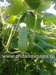 Висаджувати розсаду огірків в теплицю, блог валерія Жданова (постійне місце теплицю) Висаджувати розсаду огірків в теплицю, блог валерія Жданова
