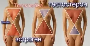 Вплив естрогену на організм жінки - де виробляється (організм) Вплив естрогену на організм жінки - де виробляється