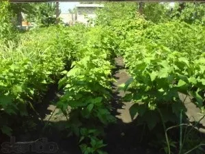 Вирощування червоної смородини у себе на ділянці (вирощування червоної смородини) Вирощування червоної смородини у себе на ділянці