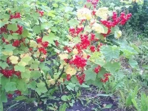 Вирощування червоної смородини у себе на ділянці (смородини) Вирощування червоної смородини у себе на ділянці