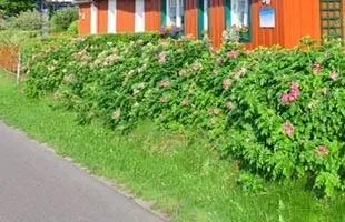 Вирощування шипшини посадка і догляд, розмноження (розмноження шипшини) Вирощування шипшини посадка і догляд, розмноження