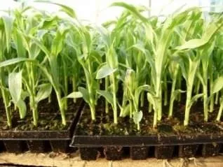 Вирощування цукрової кукурудзи з розсади, у відкритому грунті, на дачі, сорту, опис, посадка, (розсади) Вирощування цукрової кукурудзи з розсади, у відкритому грунті, на дачі, сорту, опис, посадка,