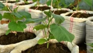 Вирощування огірків в мішках з прорізами, з-під цукру (з-під) Вирощування огірків в мішках з прорізами, з-під цукру