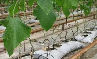 Вирощування огірків в мішках з прорізами, з-під цукру (з-під) Вирощування огірків в мішках з прорізами, з-під цукру
