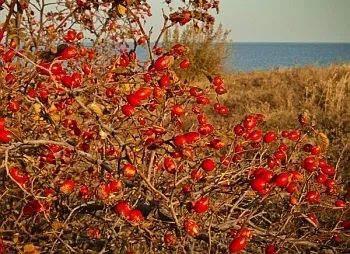 Вирощування шипшини як бізнес