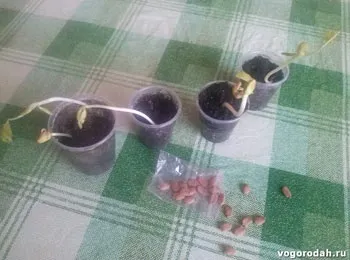 Вирощування момордики (вирощування) вирощування момордики