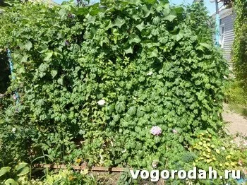 Вирощування момордики (момордики) вирощування момордики